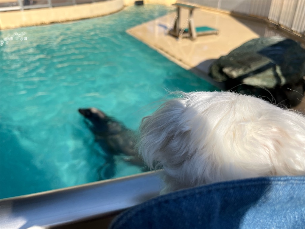 f:id:harupug:20240104185549j:image