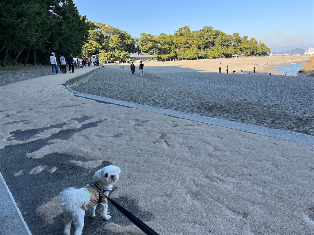 f:id:harupug:20240104185623j:image