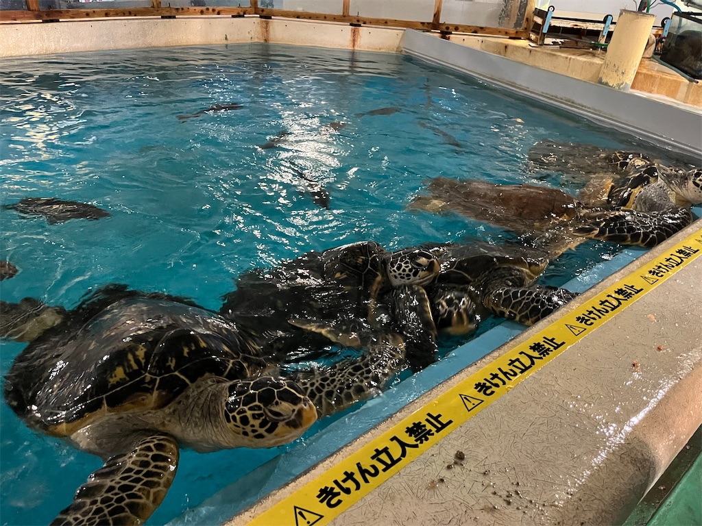 f:id:harupug:20240104185642j:image