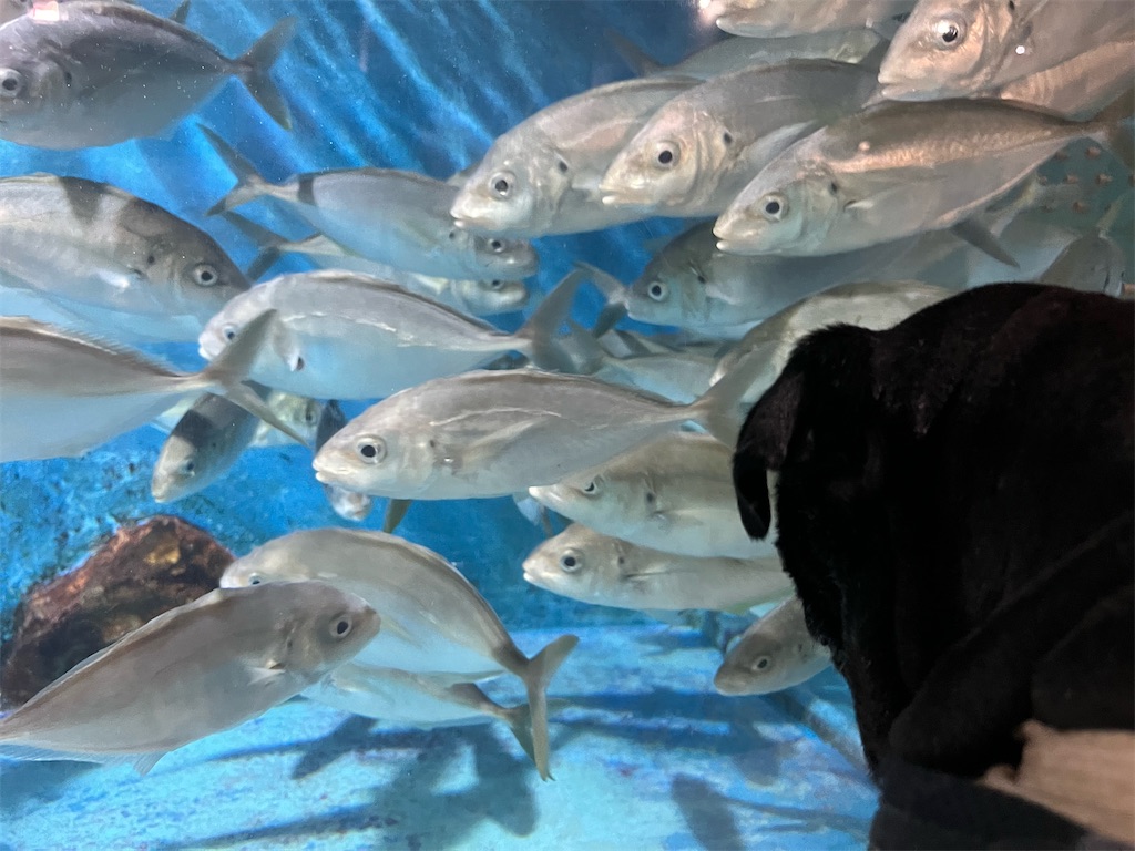 f:id:harupug:20240104185701j:image