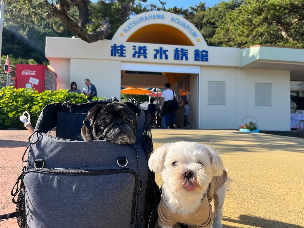 f:id:harupug:20240104185708j:image