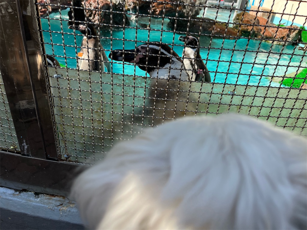 f:id:harupug:20240104185735j:image