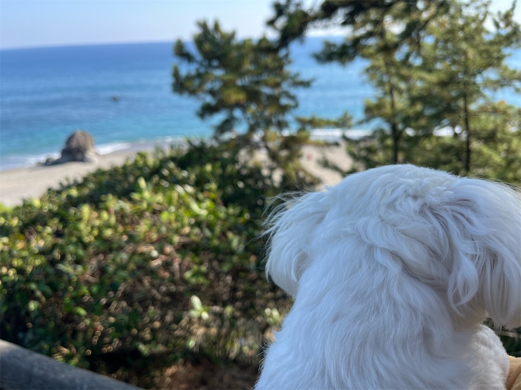 f:id:harupug:20240104185742j:image