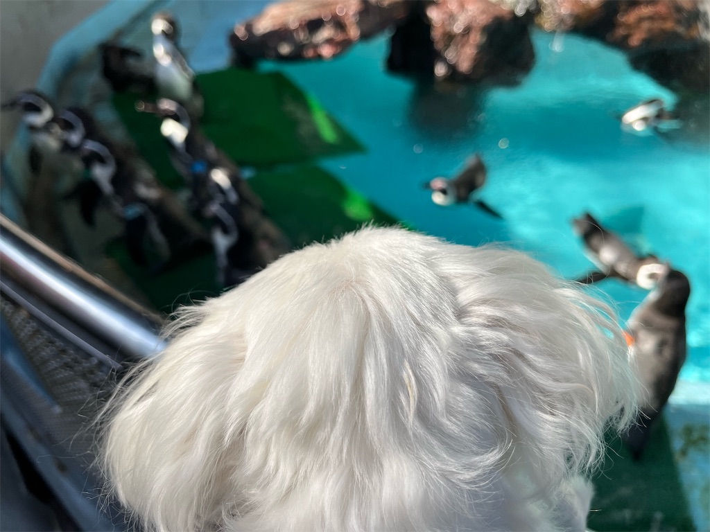 f:id:harupug:20240104185749j:image