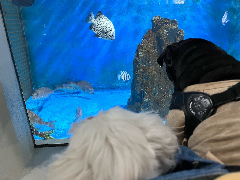 f:id:harupug:20240104185801j:image