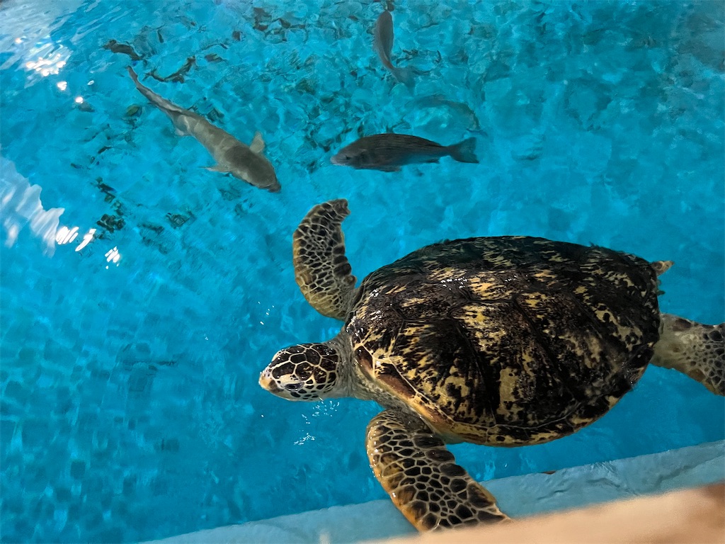 f:id:harupug:20240104185809j:image