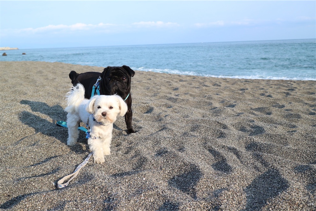 f:id:harupug:20240104212102j:image