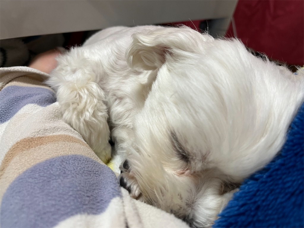 f:id:harupug:20240204124708j:image f:id:harupug:20240204124708j:image