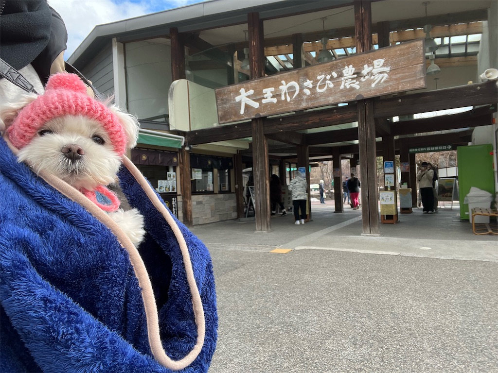 f:id:harupug:20240204124858j:image f:id:harupug:20240204124858j:image