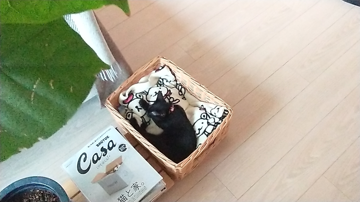 f:id:haruru1019:20200724160611j:plain