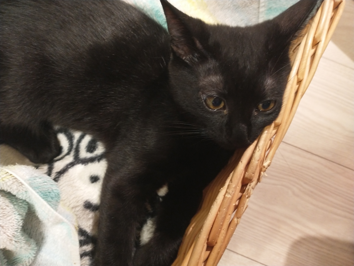 f:id:haruru1019:20200728084623j:plain