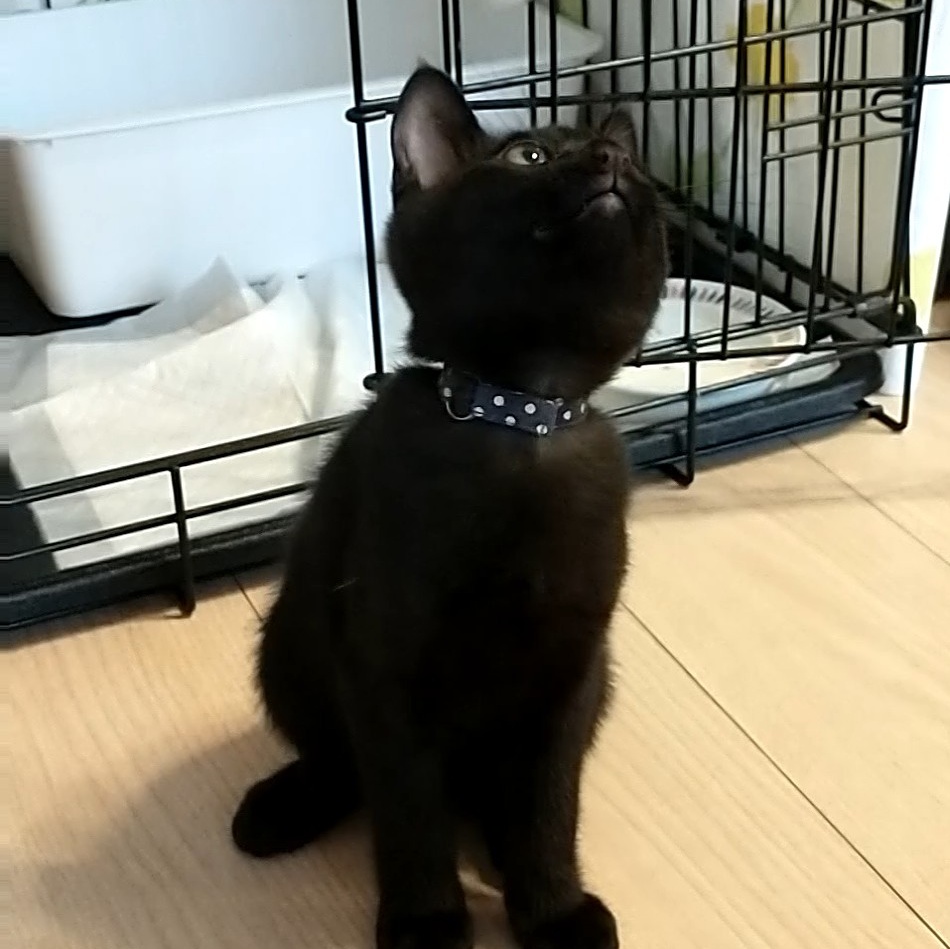 f:id:haruru1019:20200728090019j:plain