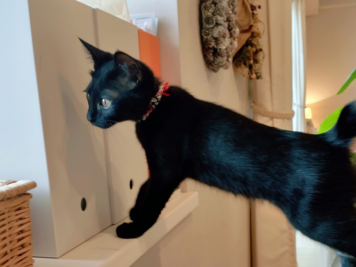 f:id:haruru1019:20200728093246j:plain