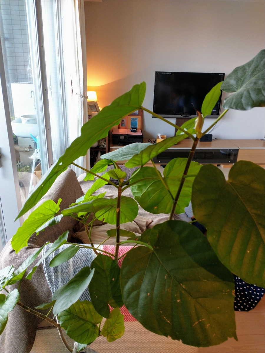 f:id:haruru1019:20200814214909j:plain