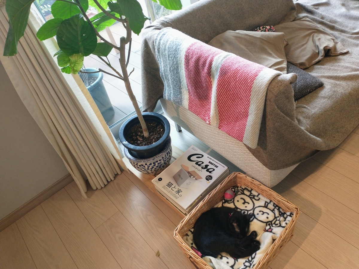 f:id:haruru1019:20200814215119j:plain