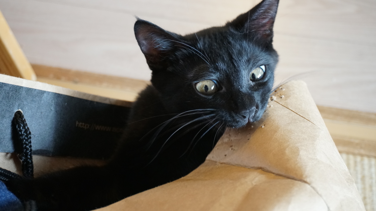 f:id:haruru1019:20200814215156j:plain