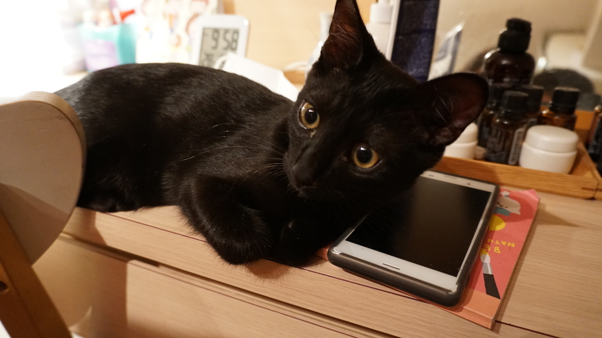 f:id:haruru1019:20200823113400j:plain