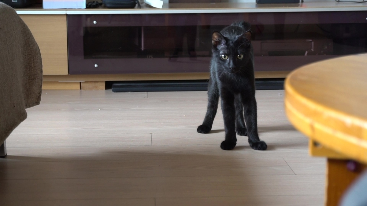 f:id:haruru1019:20200823113756j:plain