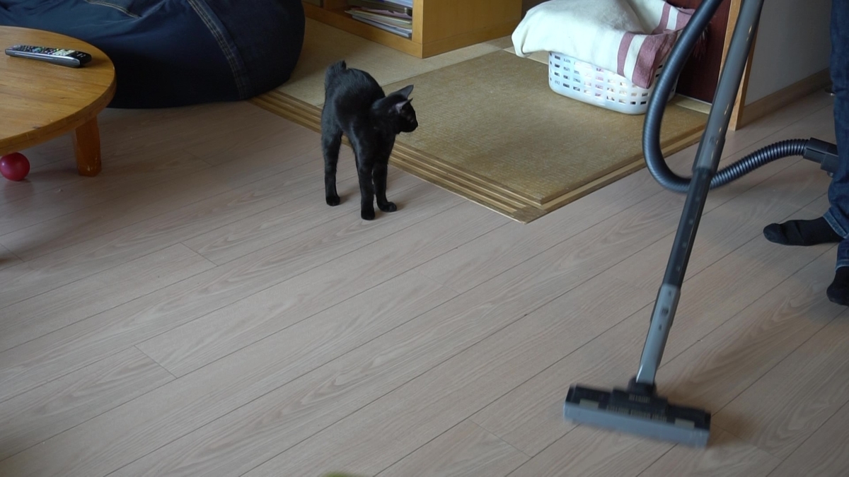 f:id:haruru1019:20200823114934j:plain