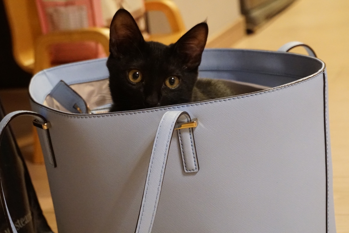 f:id:haruru1019:20210329141438j:plain