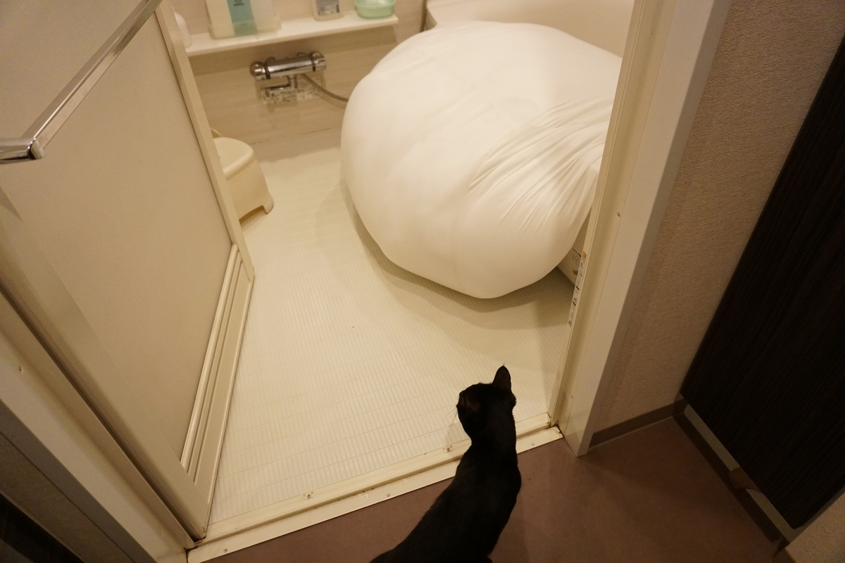 f:id:haruru1019:20210329162251j:plain