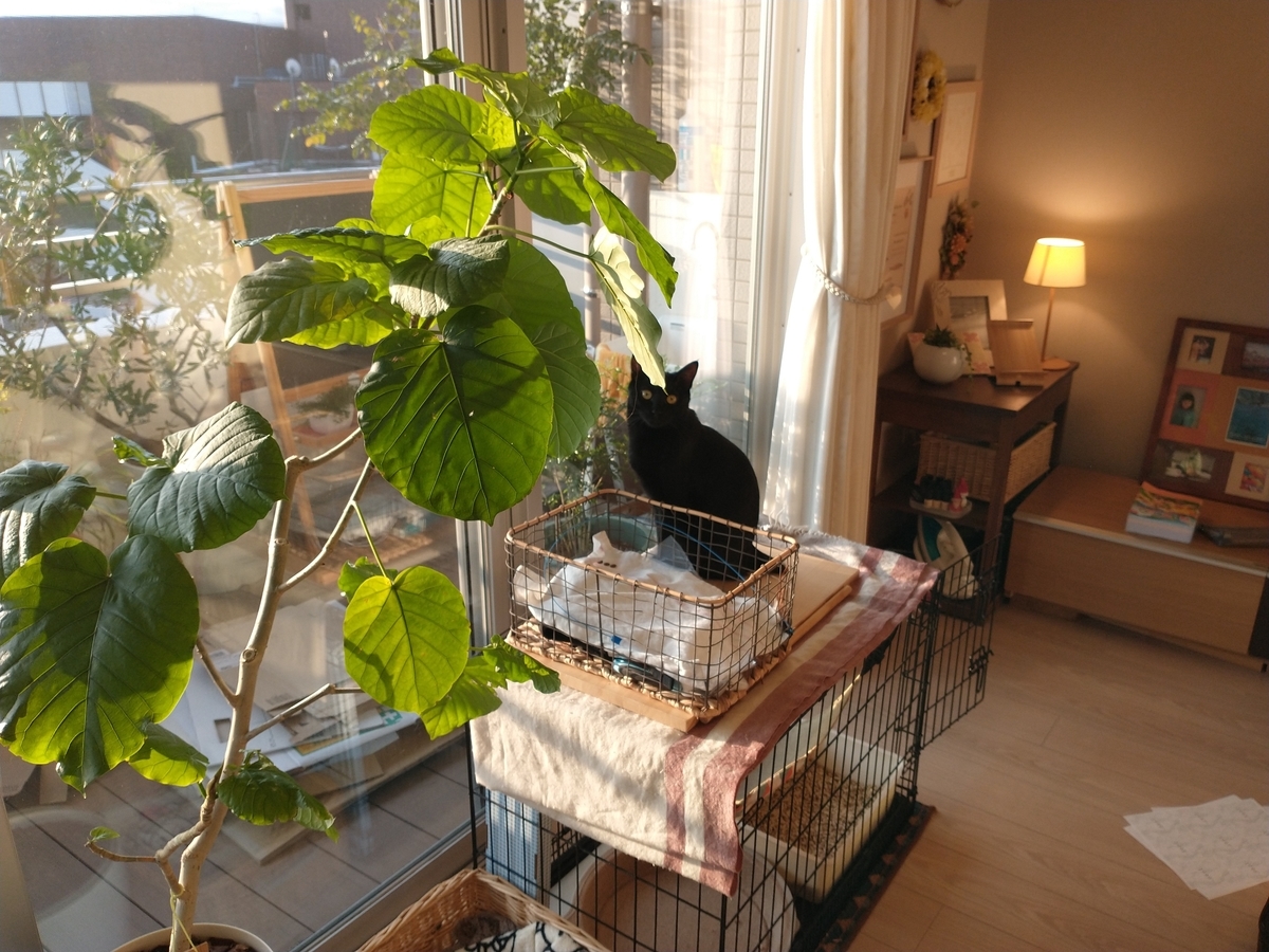 f:id:haruru1019:20210404163422j:plain