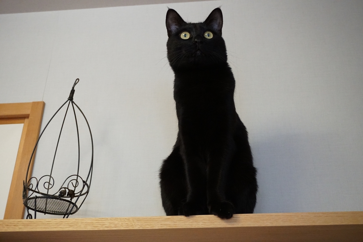 f:id:haruru1019:20210404164410j:plain