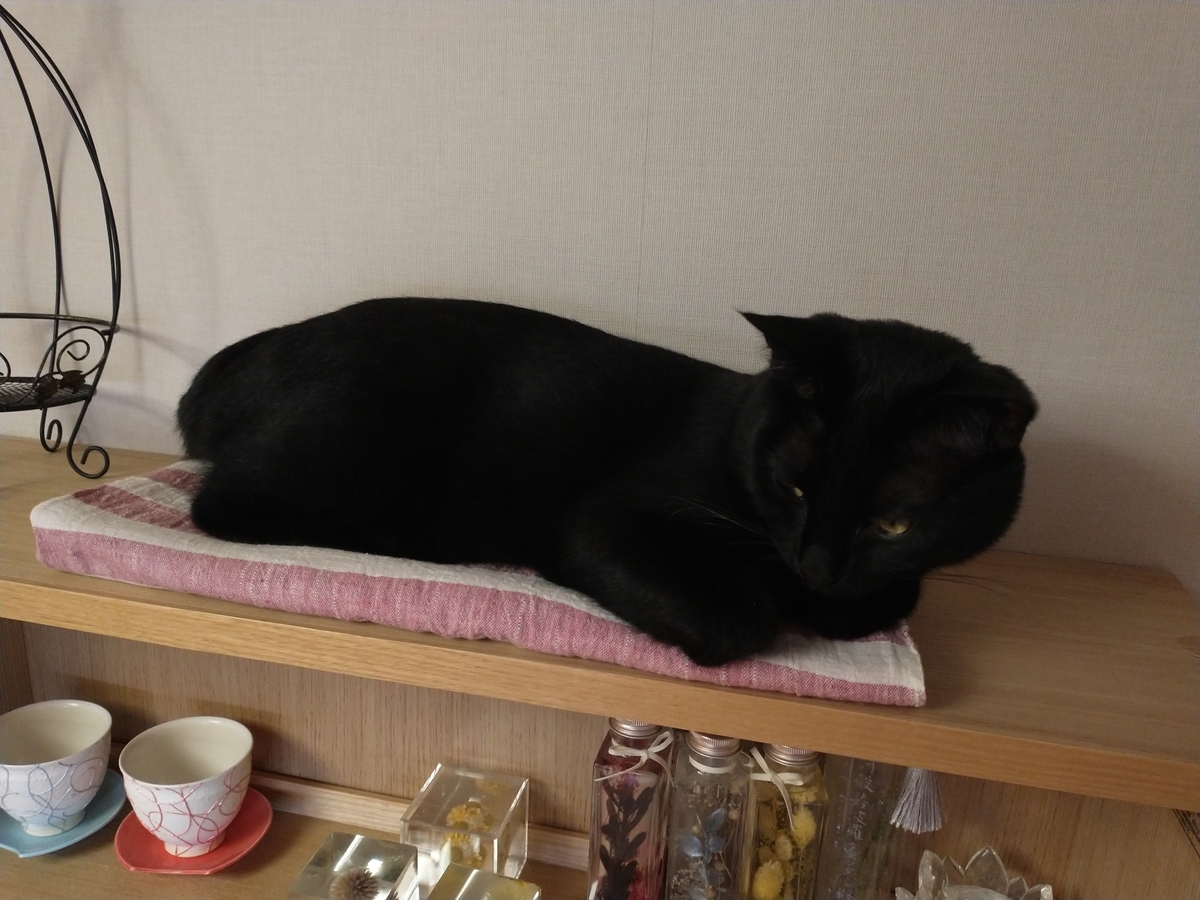 f:id:haruru1019:20210404164453j:plain