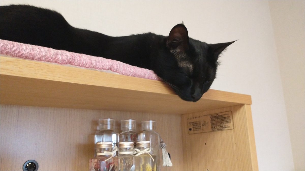 f:id:haruru1019:20210404164522j:plain