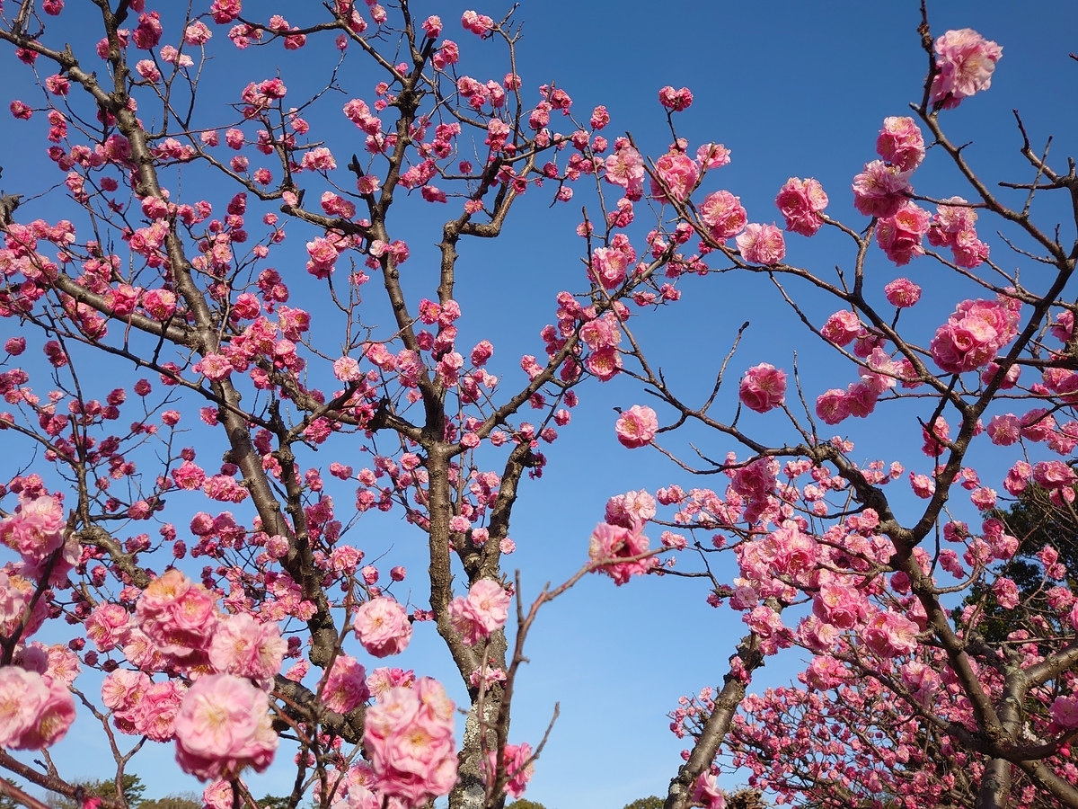 梅の花