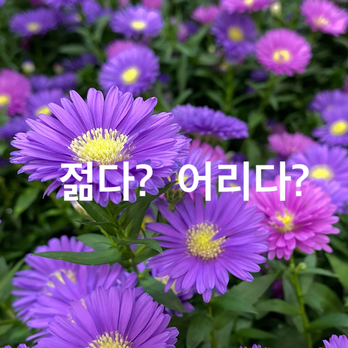 f:id:harus1day:20211018231906j:plain