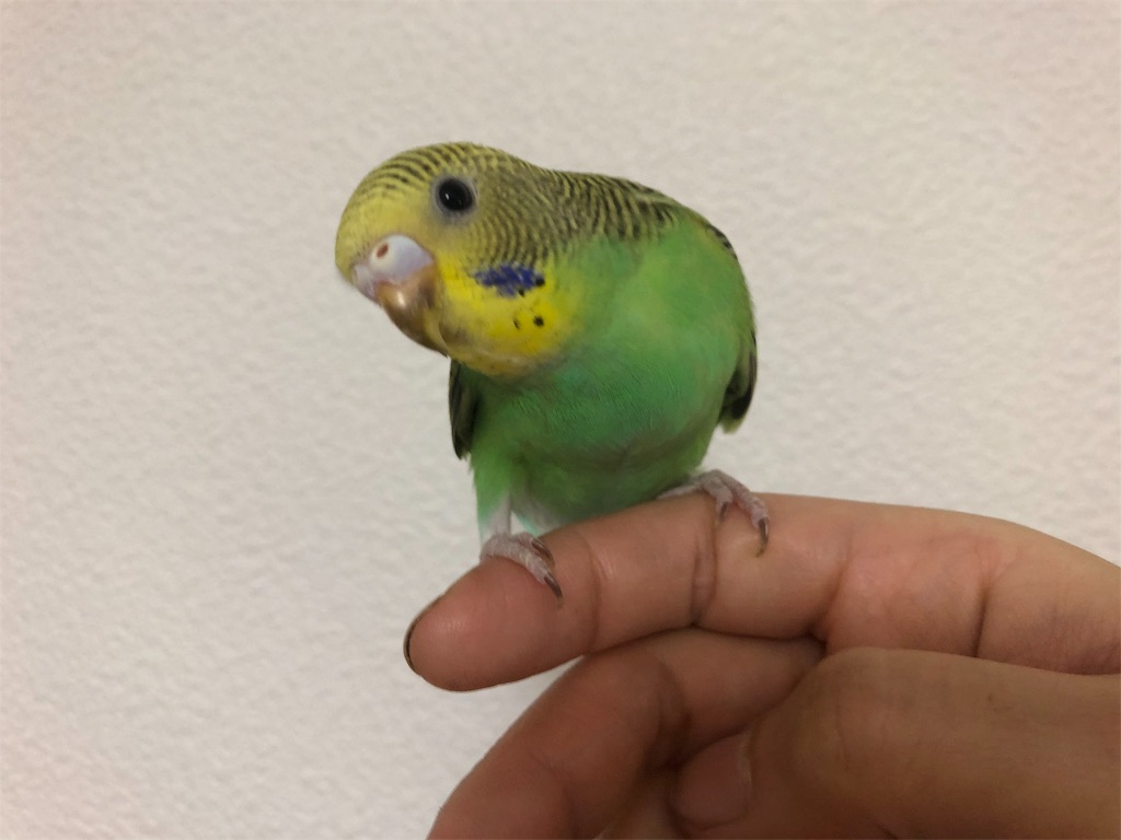 セキセイインコ4羽の若鳥紹介 大きくなりました インコノート Happy