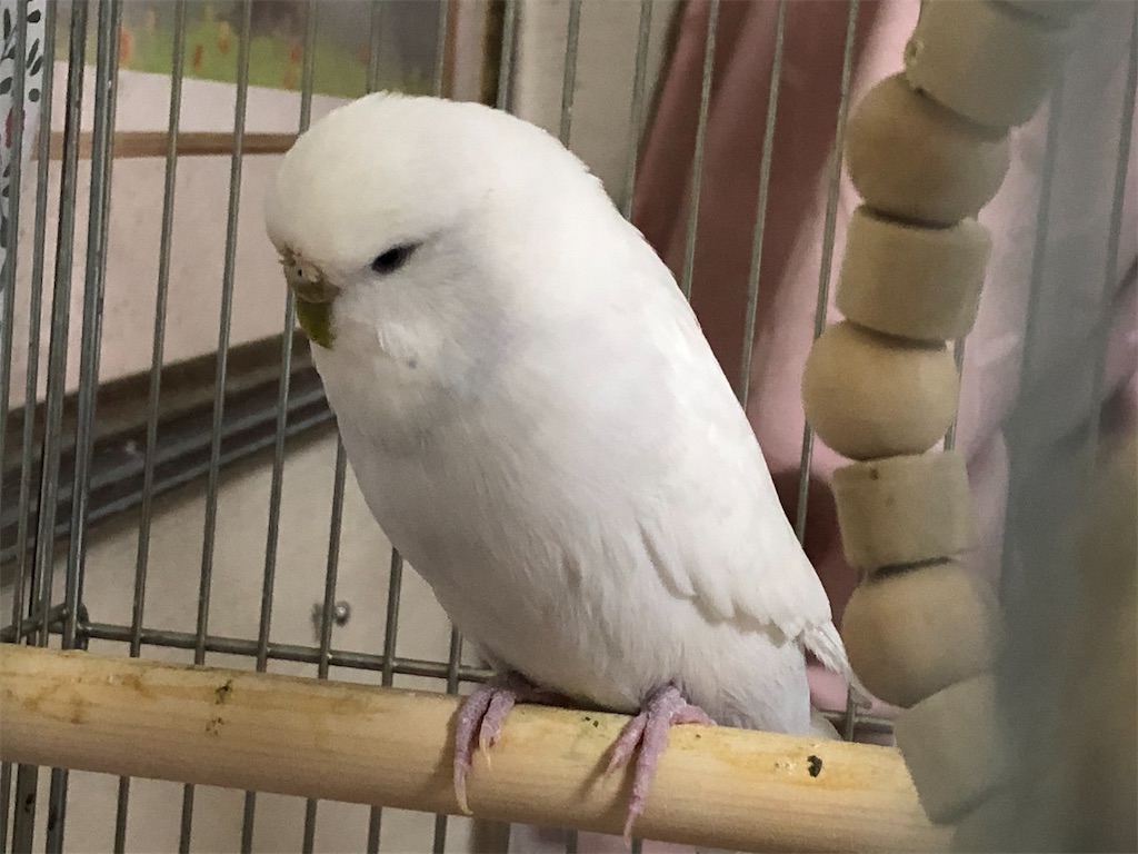 実家のジャンボセキセイインコのちーちゃんとウタちゃんの子供のうーちゃんに会って来ました インコノート Happy