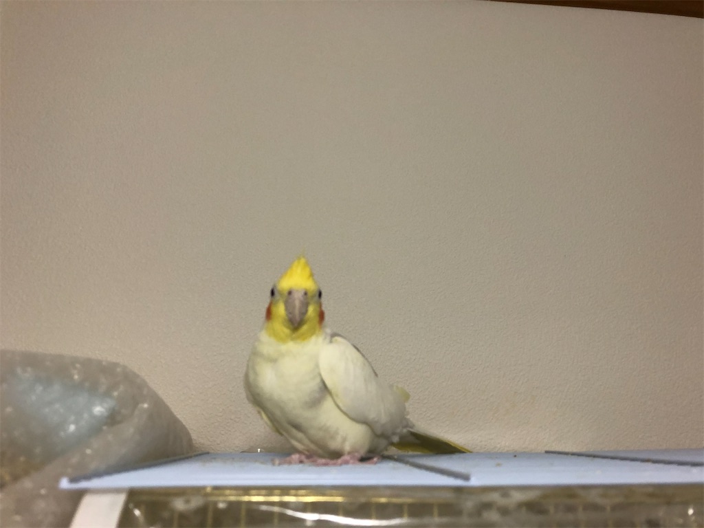 カゴから出ないオカメインコを無理矢理 放鳥させてみた インコノート Happy