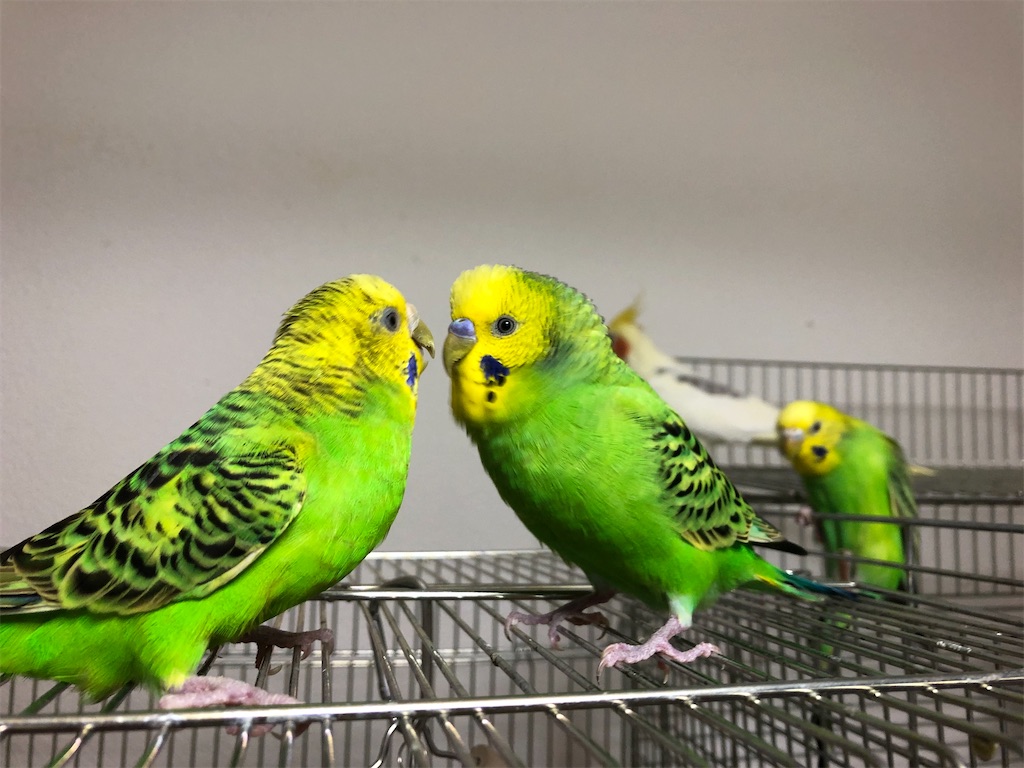 抱卵終了後のウタちゃん インコノート Happy 抱卵終了後のウタちゃん インコノート Happy