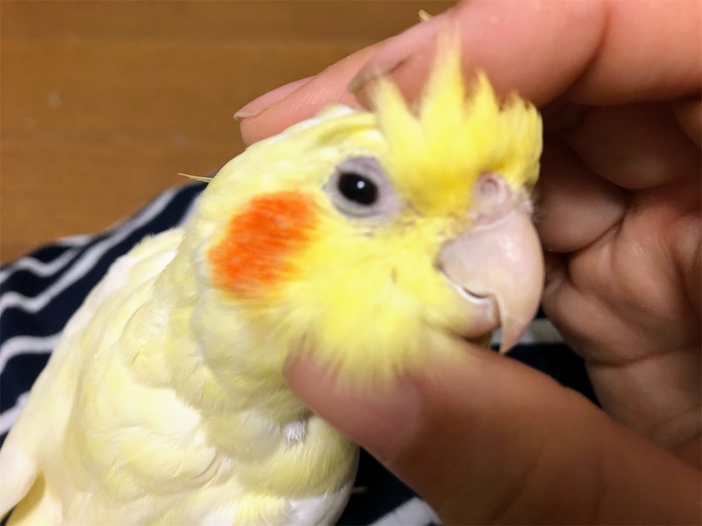 今日もカキカキ癒してくれるオカメのルビーちゃん インコノート Happy
