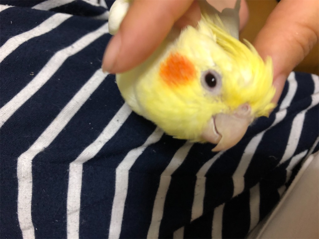 今日もカキカキ癒してくれるオカメのルビーちゃん インコノート Happy