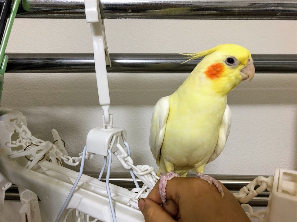 かわいいオカメのルビーちゃん おめめがキラキラ インコノート Happy