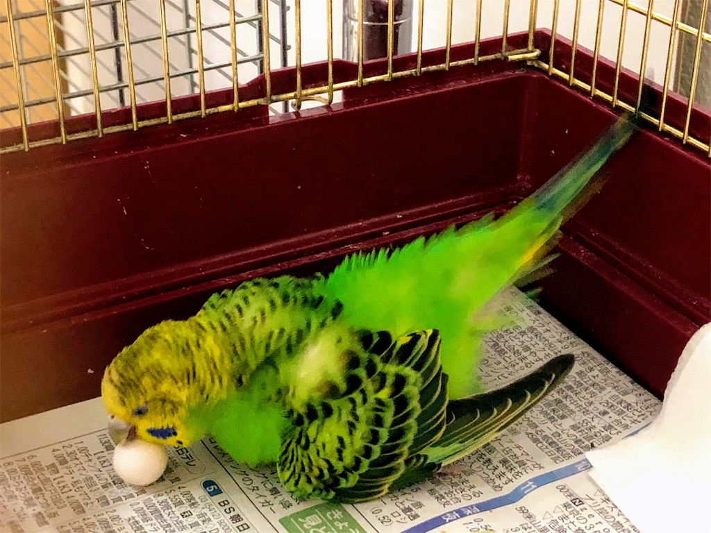 産卵と抱卵が続いて 足をおかしくしたセキセイインコのウタちゃん インコノート Happy 産卵と抱卵が続いて 足をおかしくしたセキセイインコのウタちゃん インコノート Happy