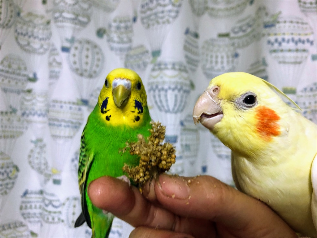 ハロウィンだったので みんなに粟玉あげました インコノート Happy