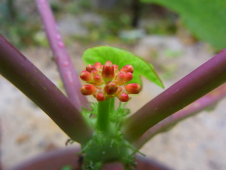 花芽発見