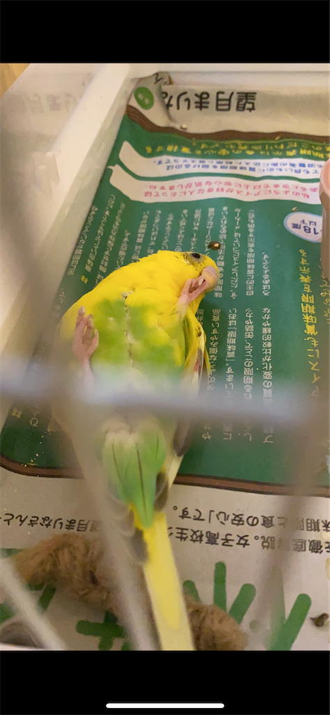 f:id:harutyanndaisukika:20200522100038p:image f:id:harutyanndaisukika:20200522100038p:image
