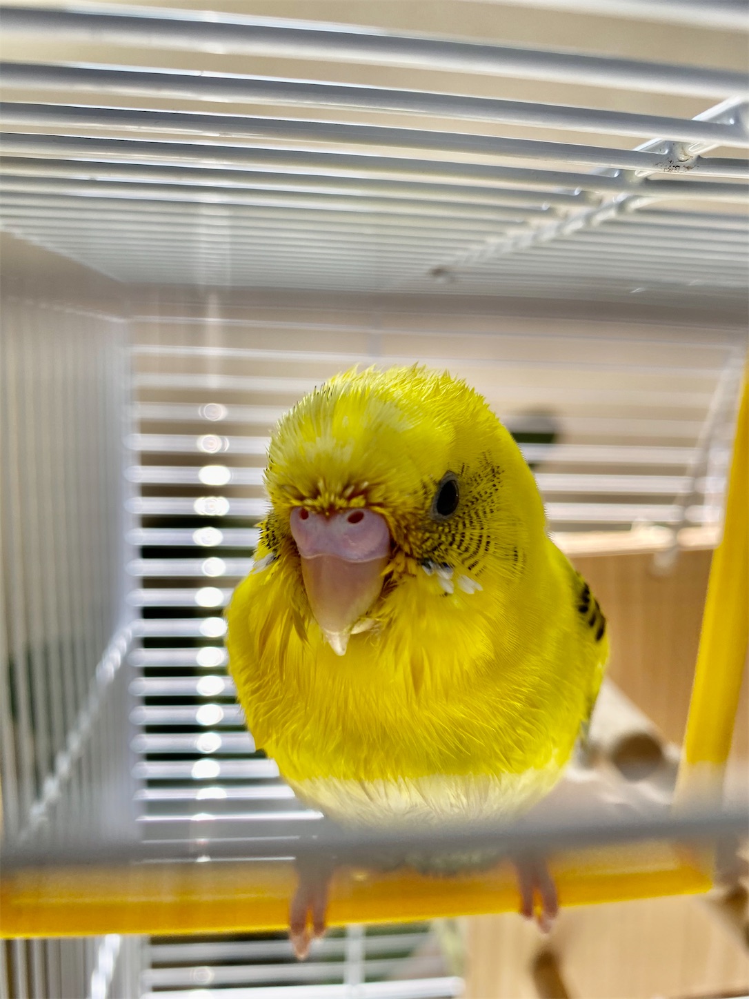 水浴びデー インコの日常 水浴びデー インコの日常