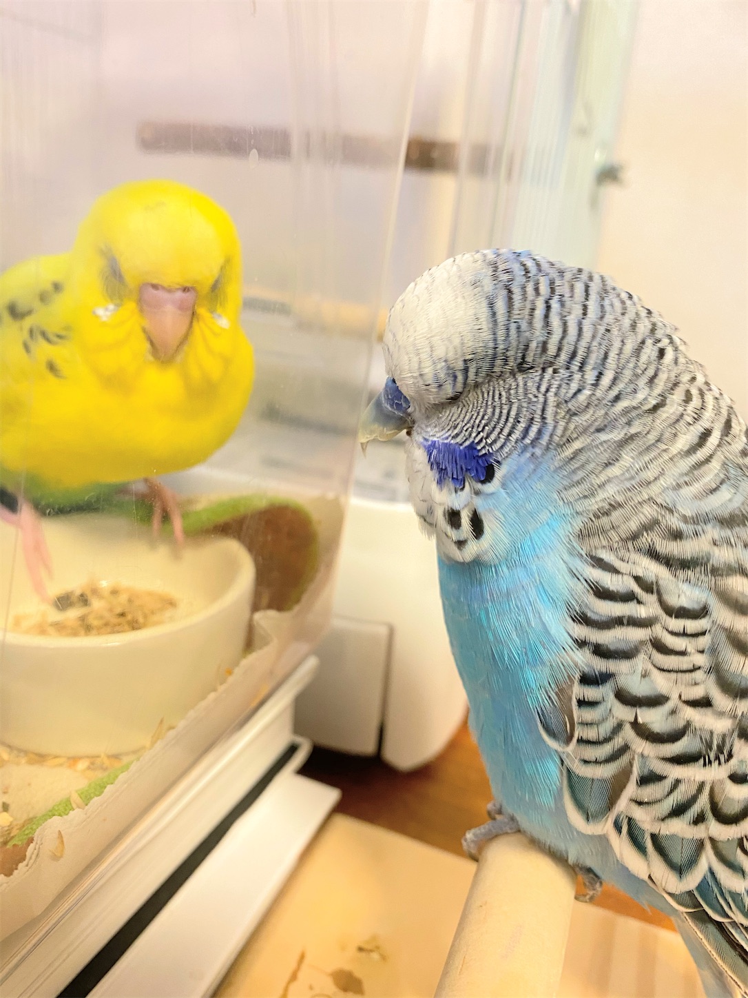 インコの日常