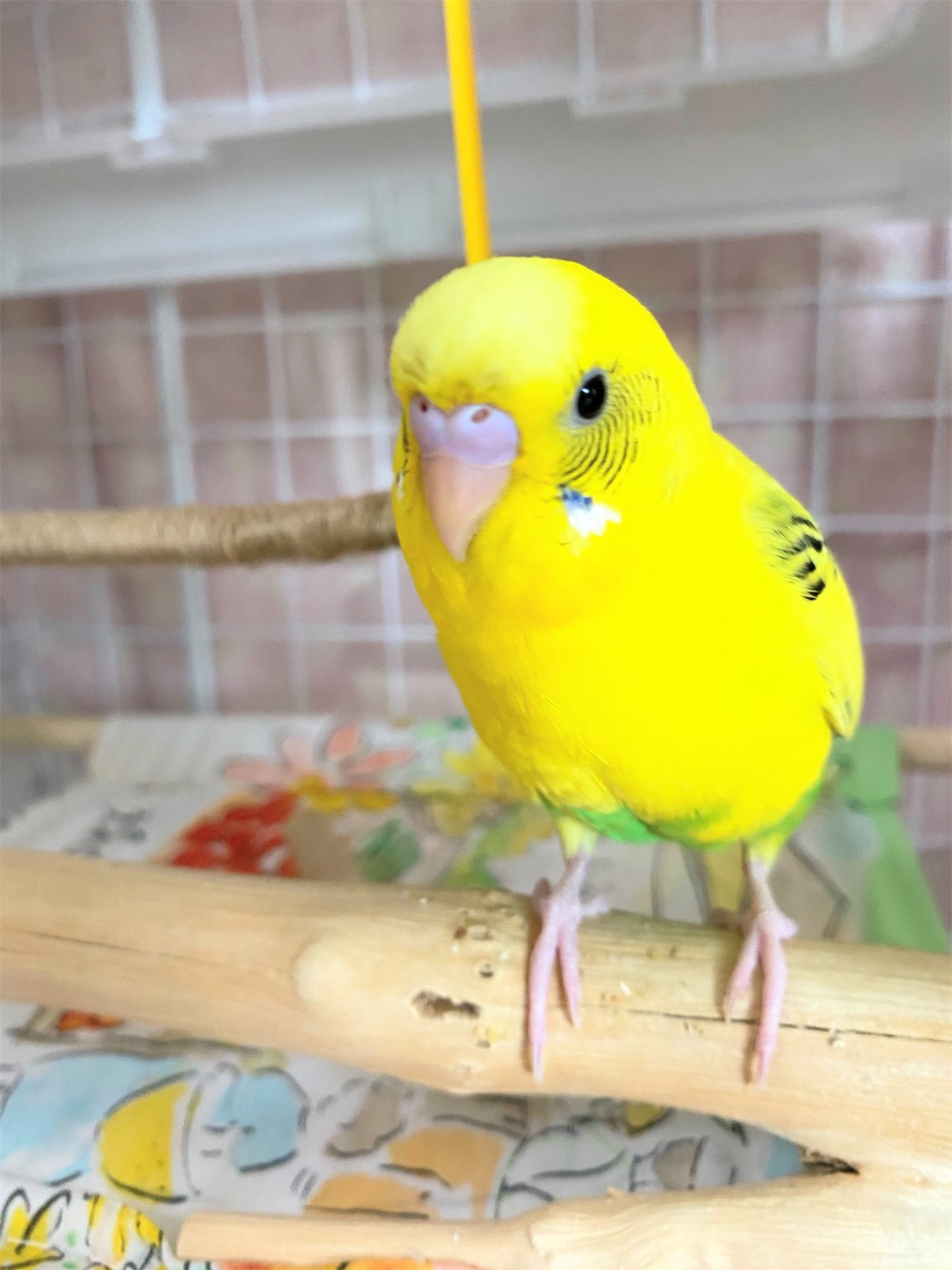 インコの日常 インコの日常