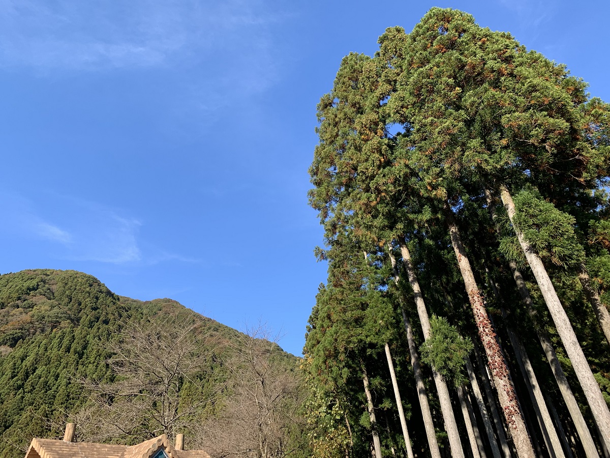 f:id:haruu_k:20211118002609j:plain