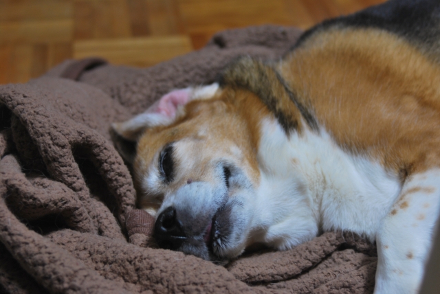 f:id:haruusagi_kyo:20161112092959j:plain