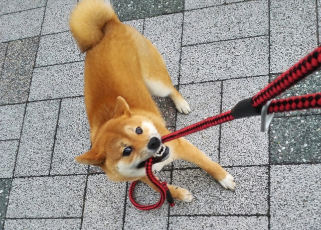 f:id:haruusagi_kyo:20190320194128j:plain f:id:haruusagi_kyo:20190320194128j:plain