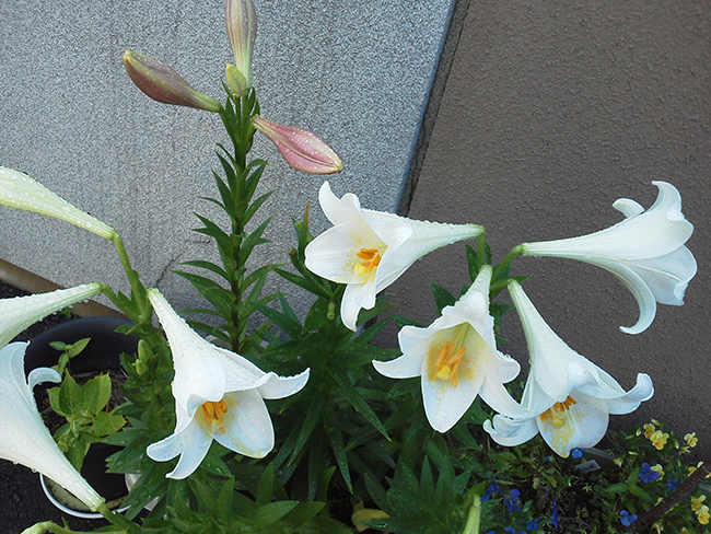 f:id:haruusagi_kyo:20190729191038j:plain