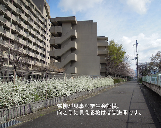 f:id:haruusagi_kyo:20210322185219j:plain
